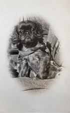 King charles spaniel for sale  POOLE