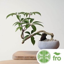 House plant seeds for sale  MANCHESTER