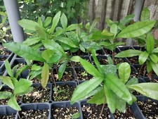 Miracle fruit berry for sale  Orlando