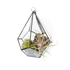 Glass diamond terrarium for sale  Saint Augustine