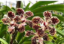 Vanda lombokensis orchidea usato  Spedire a Italy