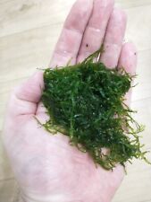 Weeping moss aquarium for sale  MANCHESTER