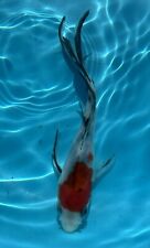 Koi carp butterfly for sale  BURNTWOOD