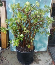 Red tip jade for sale  San Marcos