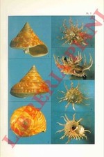 Kosuge sadao tiba usato Kosuge sadao tiba usato  Italia