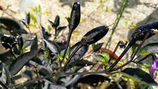 Graines piment noir d'occasion  Villeneuve-d'Ascq-