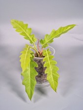 Philodendron golden crocodile for sale  MILTON KEYNES