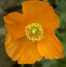 300 welsh poppy for sale  PENTRAETH