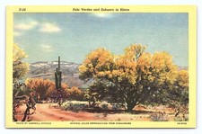 Cartão postal de linho Palo Verdes & Sahuaro colorido florescendo cacto deserto Arizona AZ comprar usado  Enviando para Brazil