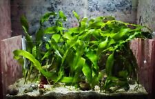 Alghe caulerpa acquario usato  Italia