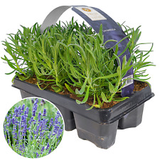 Lavender angustifolia fragrant for sale  UK