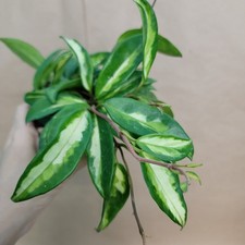 Hoya krimson princess for sale  Woodland Hills
