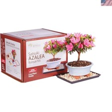 Stunning satsuki azalea for sale  Silver Spring