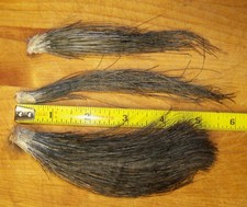 Wild turkey beards for sale  Iowa City