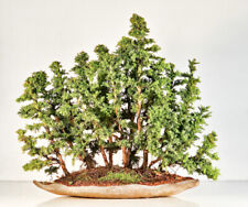 Bonsai sicheltanne cryptomeria gebraucht kaufen  Berlin