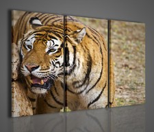 Quadri moderni tigre usato  Italia