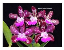 Cattleya royal cognac gebraucht kaufen  Stuttgart