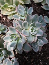 Imported alantic variegated for sale  San Leandro