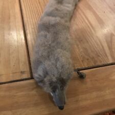 Mink animal stole for sale  LANCING