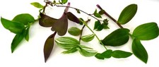 Tradescantia arten ableger gebraucht kaufen  Gronau