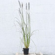 Pennisetum alopecuroides peren for sale  UK