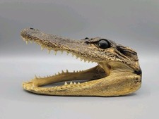 American alligator head for sale  LEIGH