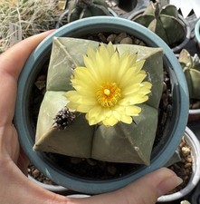 Astrophytum myriostigma nudum for sale  CHERTSEY