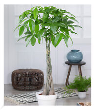 Pachira aquatica 100 gebraucht kaufen  Bensheim