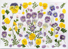 Usado, 100 peças flores secas prensadas comestíveis decoração de bolo de casamento suprimentos para artesanato para presente comprar usado  Enviando para Brazil