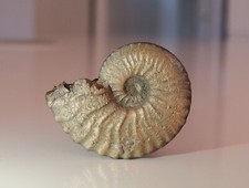 Fossile ammonite pyrite d'occasion  Velaux