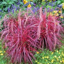 Pennisetum fireworks bold for sale  DEREHAM