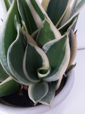 Sansevieria trif hahnii gebraucht kaufen  Deutschland