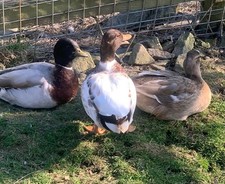 Box call duck for sale  AMMANFORD