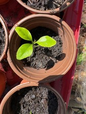 Lemon tree meyer for sale  Reddick