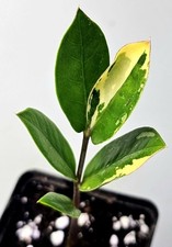 Zamioculcas zamiifolia variega gebraucht kaufen  Obertshausen