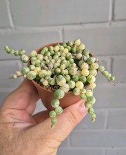 Senecio rowleyanus variegata for sale  LONDON