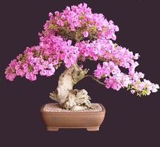 Bonsai sakura cherry for sale  Central