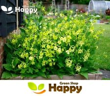 Winged flowering tobacco for sale  DONCASTER