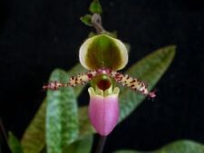 Orchidee paphiopedilum liemian d'occasion Orchidee paphiopedilum liemian d'occasion  Bischoffsheim