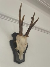 Pointy antlers roe for sale  SOUTHEND-ON-SEA