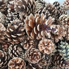 Natural pine fir for sale  THORNHILL