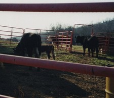 Cows calf red for sale  Mission