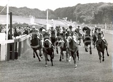 1959 goodwood stewards usato  Milano