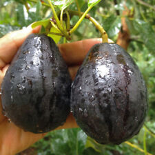 Mexicola grande black for sale  LONDON