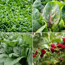 Spinach seeds huge for sale  SALISBURY