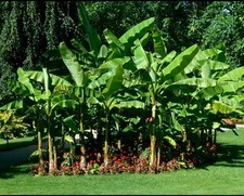 Banana tree cold for sale  Sanford