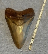 Megaladon shark tooth for sale  West Palm Beach