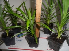 Fragrant pandan pandanus for sale  Houston