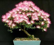 Albizia julibrissin rosea gebraucht kaufen  Versand nach Germany