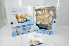 Anatomie modell menschen gebraucht kaufen Anatomie modell menschen gebraucht kaufen  Neu-Ulm